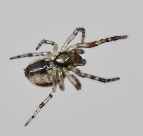 Réf. 275 188 : Anelosimus vittatus